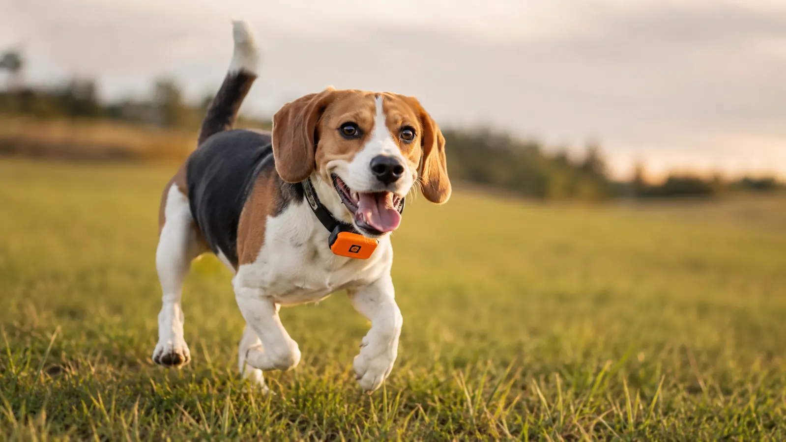 Beagle running freely in an open field with a GPS tracker visible on her collar
