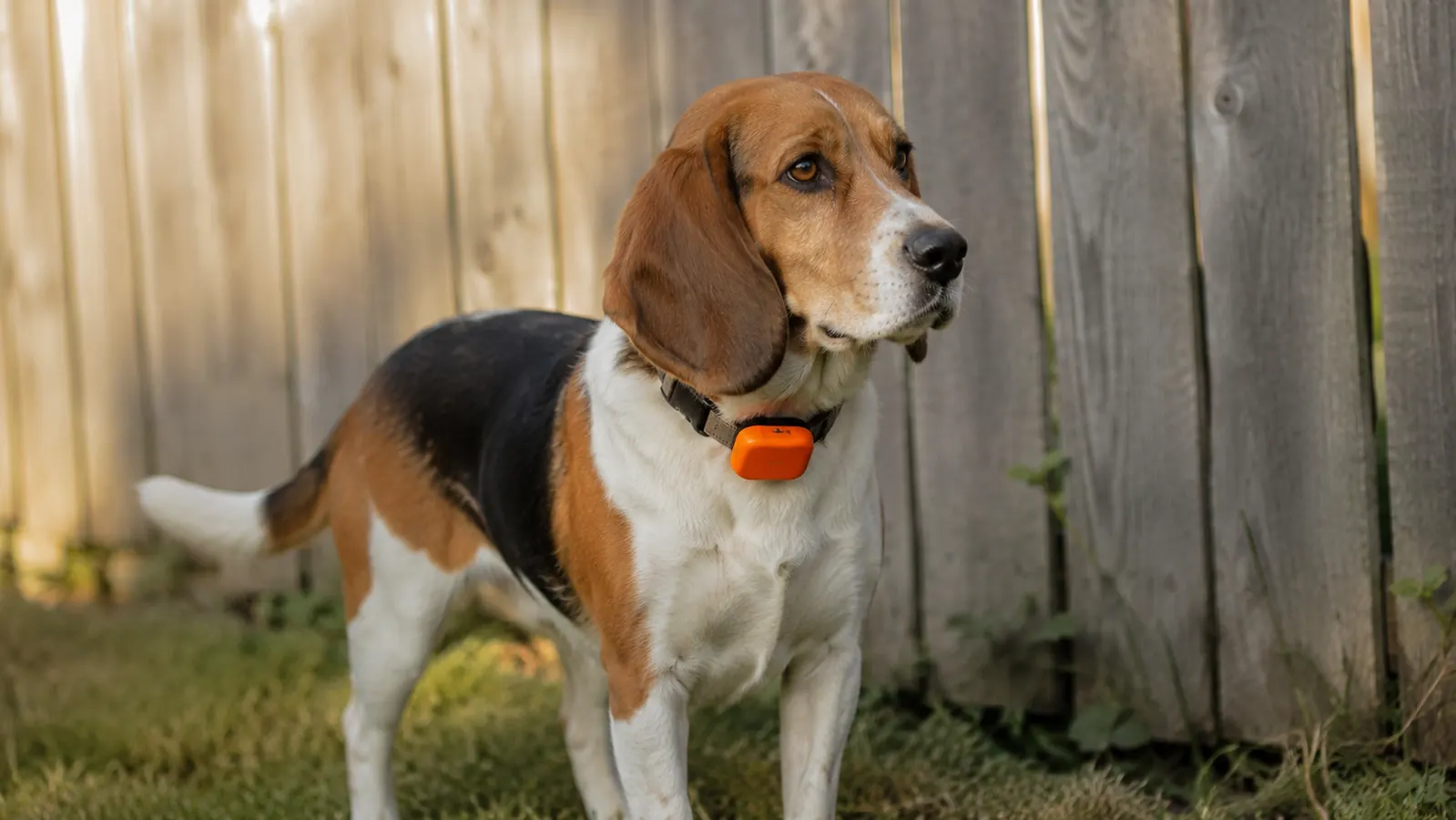 Tractive GPS Dog Tracker Review: 5 Months with an Escape-Artist Beagle