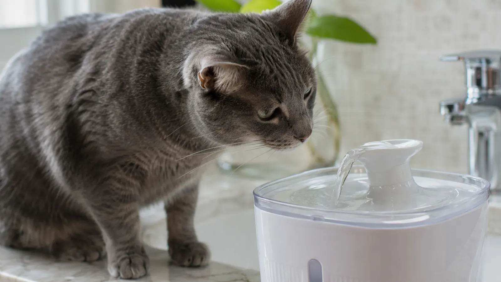 Veken Pet Fountain Honest Review: Is It Still the Best Budget Fountain in 2026?